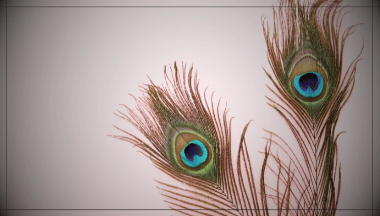 Peacock Feathers Add Positive Energy to the Space